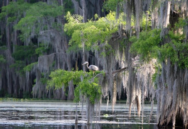 Honey Island Swamp Boat Tour with Transportation from New Orleans - Key points at a glance