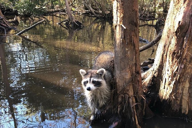 Honey Island Swamp Boat Tour with Transportation from New Orleans - Wildlife watching without a guarantee