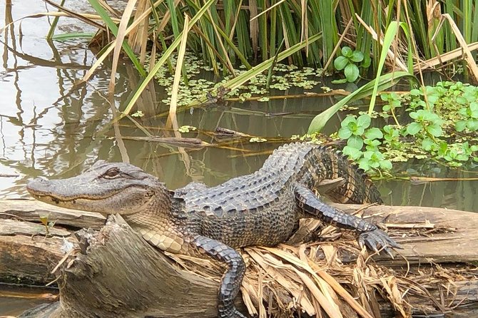 Honey Island Swamp Boat Tour with Transportation from New Orleans - A closer look at the guide experience