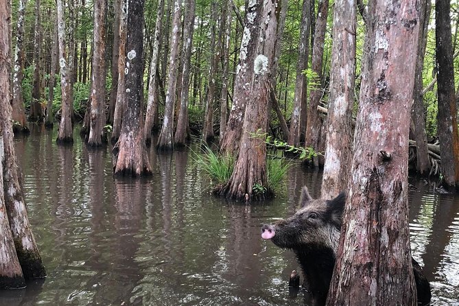 Honey Island Swamp Boat Tour with Transportation from New Orleans - Who will enjoy this Honey Island Swamp tour