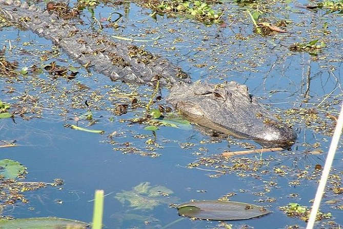 Honey Island Swamp Boat Tour - Two hours through 70,000 acres of wetland
