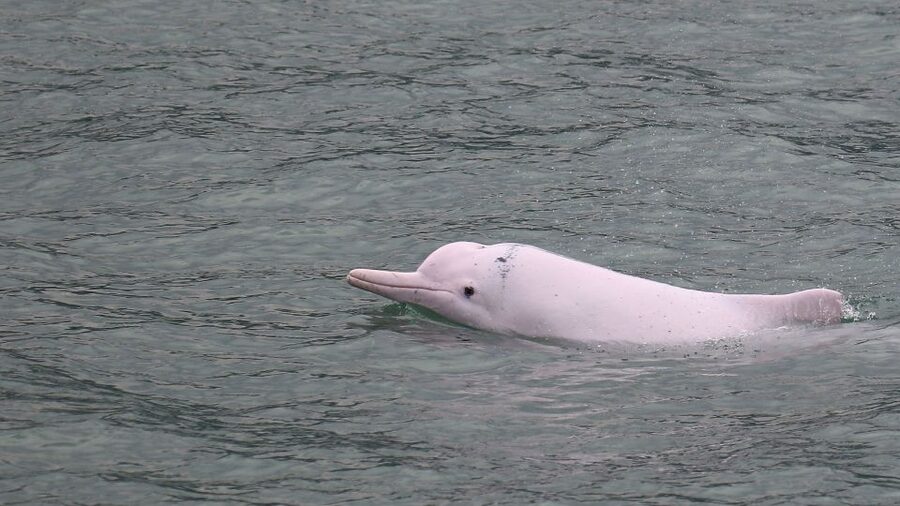 Hong Kong: Dolphin Cruise, Big Buddha & Lantau Island Tour - The dolphin cruise: a scenic ride with an uncertain reward