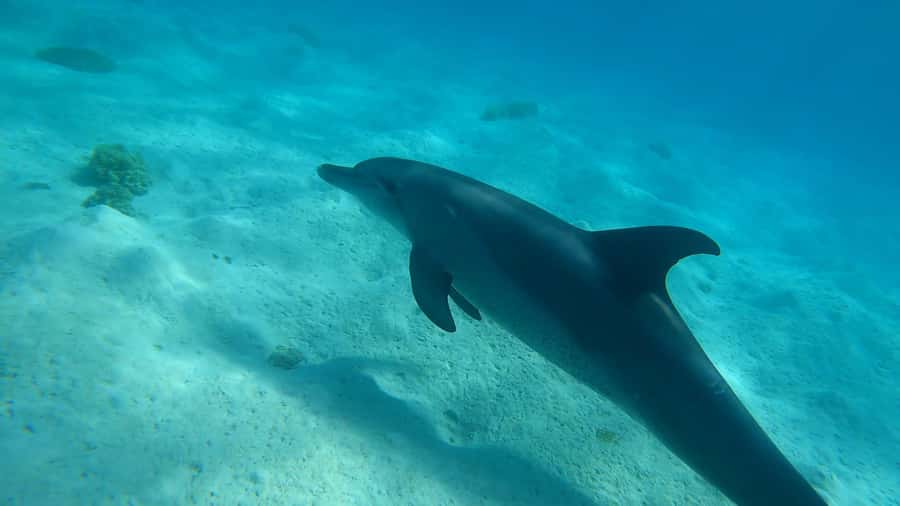 Hurghada: 3 Islands, Dolphins & Snorkel Yacht Trip w/ Lunch - Why this Red Sea boat trip offers good value