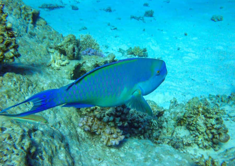 Hurghada: 3 Islands, Dolphins & Snorkel Yacht Trip w/ Lunch - Giftun Island brings the best reef time