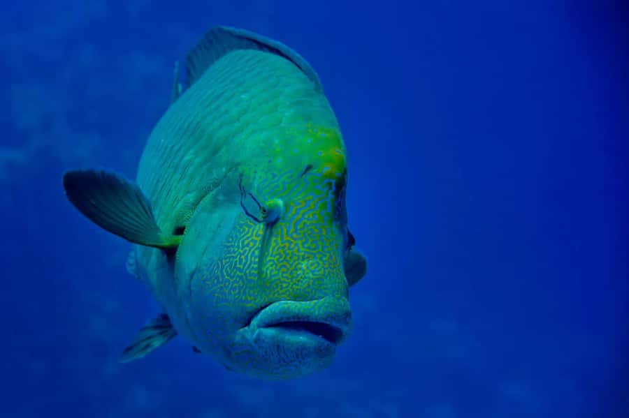 Hurghada: 3 Islands, Dolphins & Snorkel Yacht Trip w/ Lunch - Dolphin watching is exciting but never guaranteed