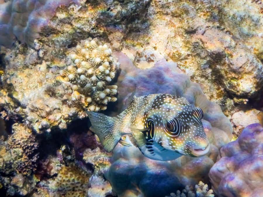 Hurghada: 3 Islands, Dolphins & Snorkel Yacht Trip w/ Lunch - The crew makes a real difference
