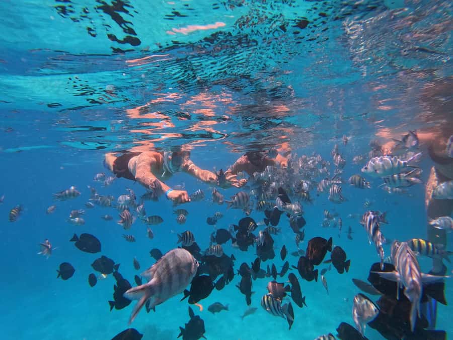 Hurghada: 4 Island Hopping Tour Dolphin, Snorkeling & Lunch - Abu Monquar sandbank and Magawish Island