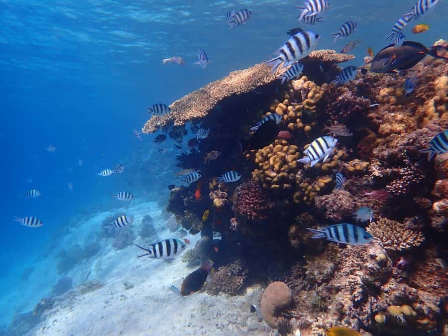 Hurghada: Boat trip to Magawish island with Multi Options - Magawish Island: two hours to swim or switch off