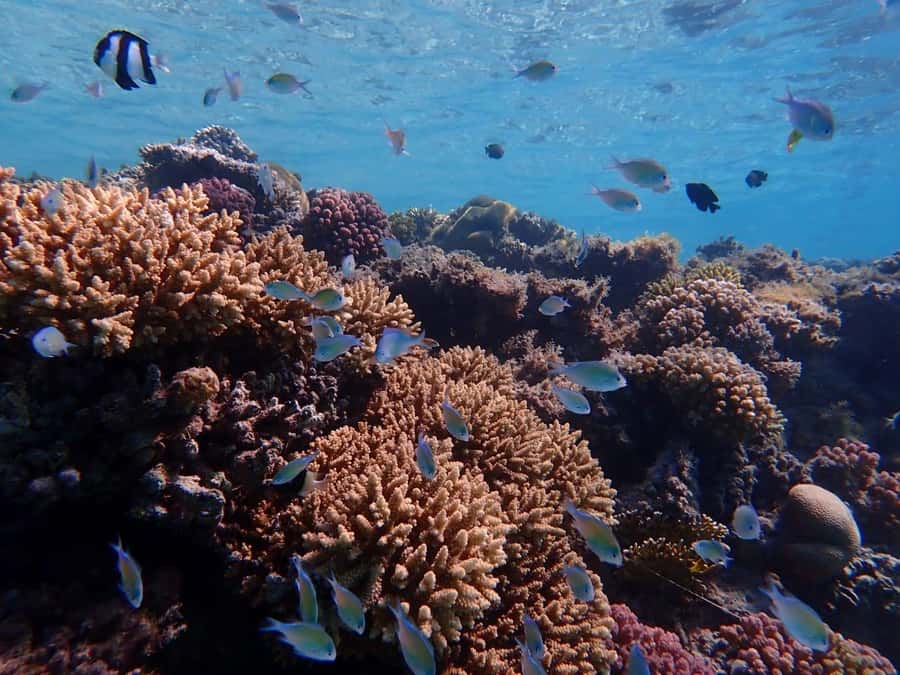 Hurghada: Boat trip to Magawish island with Multi Options - The boat ride back to Hurghada