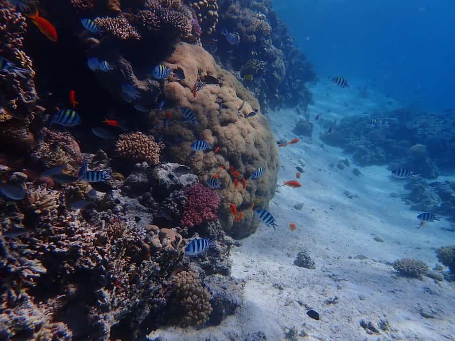 Hurghada: Boat trip to Magawish island with Multi Options - What the $35 price really buys you