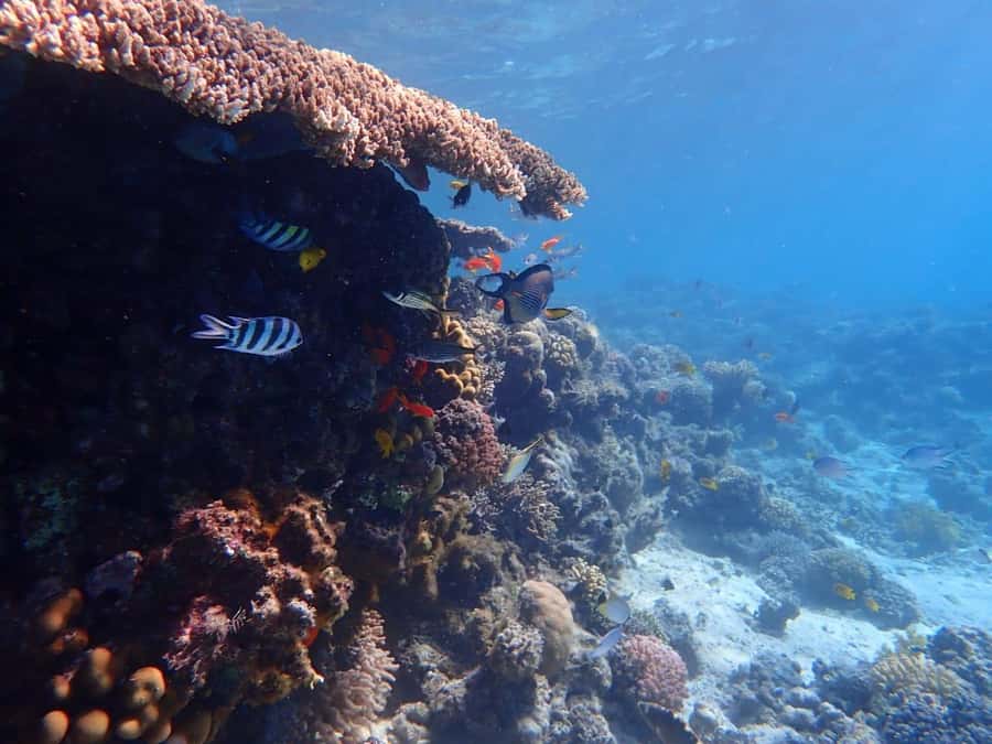 Hurghada: Boat trip to Magawish island with Multi Options - Should you book the Magawish Island trip?