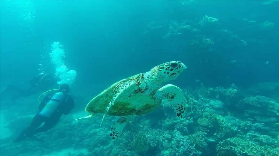 Hurghada: Premium Island Cruise with Lunch and snorkeling - Is $31 good value for six hours?