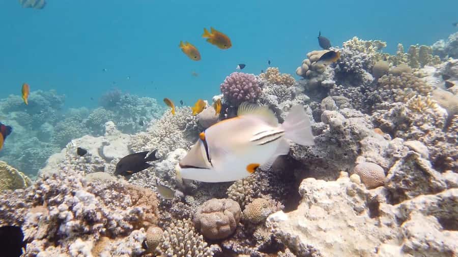 Hurghada: Premium Island Cruise with Lunch and snorkeling - The second snorkeling session