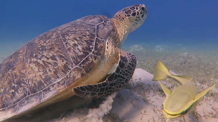 Hurghada: Premium Island Cruise with Lunch and snorkeling - The boat makes a difference