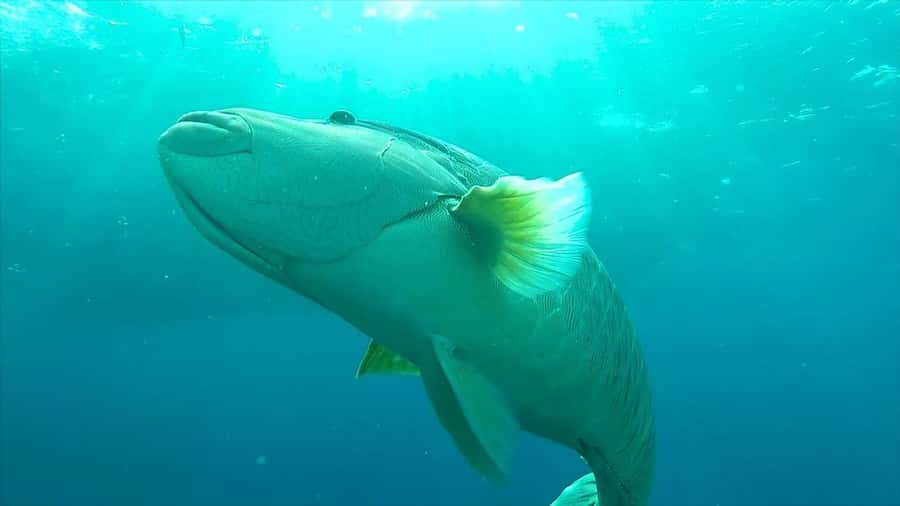 Hurghada: Premium Island Cruise with Lunch and snorkeling - Pickup from Hurghada and the longer resort transfers