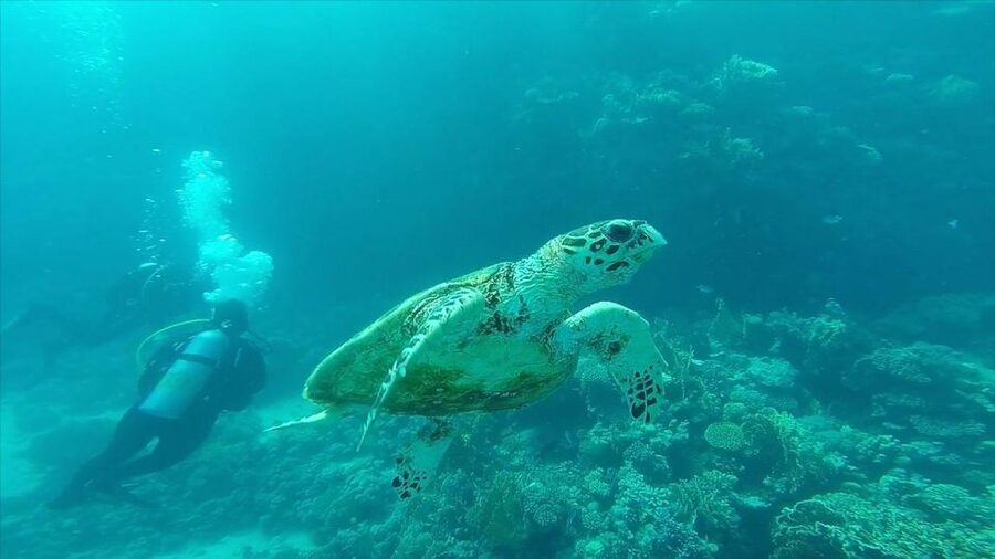 Hurghada: Premium Island Cruise with Lunch and snorkeling - What the crew does well, and where communication could improve