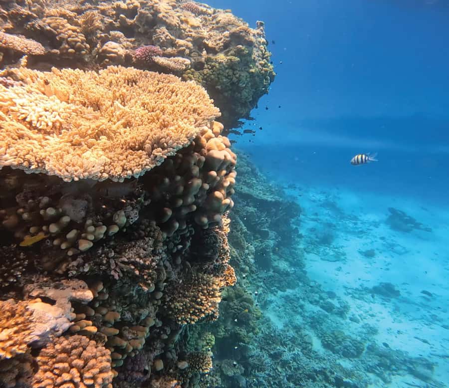 Hurghada: Premium Orange Island Cruise with Lunch & Transfer - Orange Bay gives the day its postcard moment