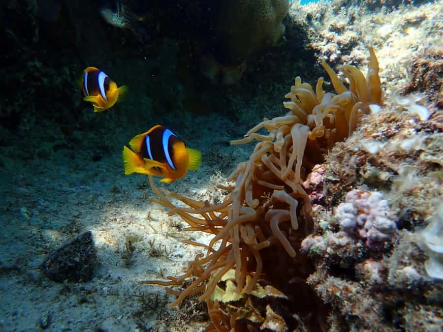 Hurghada: Private Speedboat to Magawish Island - Guides, safety, and the feel of a private outing
