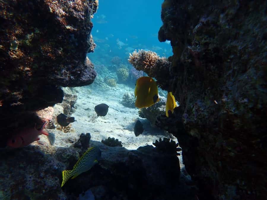 Hurghada: Private Speedboat to Magawish Island - Who will enjoy this trip most