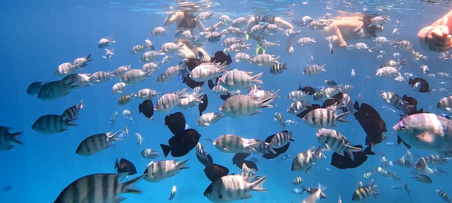 Hurghada: White Island Speedboat Tour, Snorkeling, & Lunch - Who should choose this Hurghada boat trip?