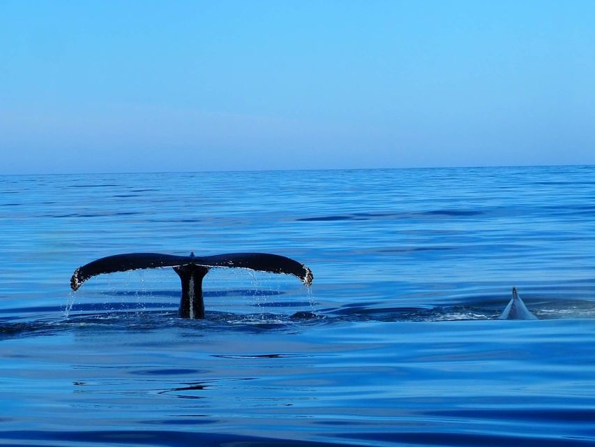 Húsavík: Big Whales and Puffin Island Speedboat Tour - Key points before you book