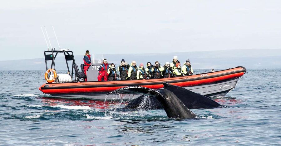 Húsavík: Big Whales and Puffin Island Speedboat Tour - Why the RIB makes a difference in Húsavík