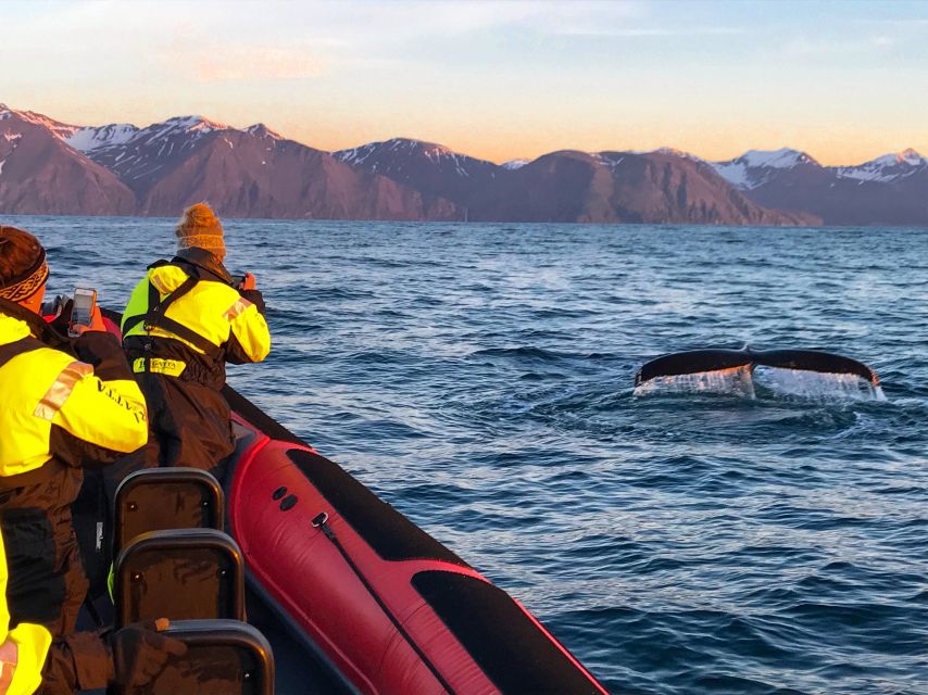 Húsavík: Big Whales and Puffin Island Speedboat Tour - Across Skjálfandi Bay in search of whales