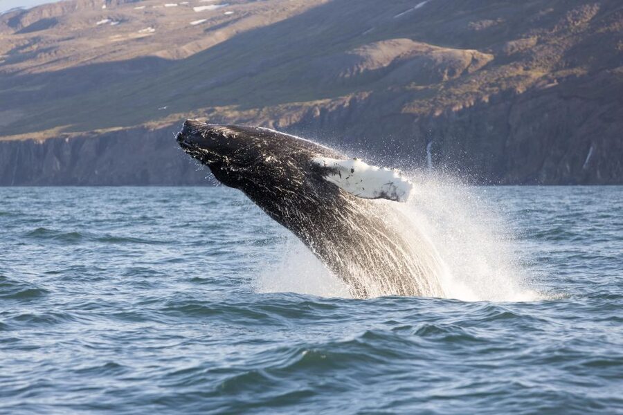 Húsavík: Big Whales and Puffin Island Speedboat Tour - Lundey Island and its puffin crowds
