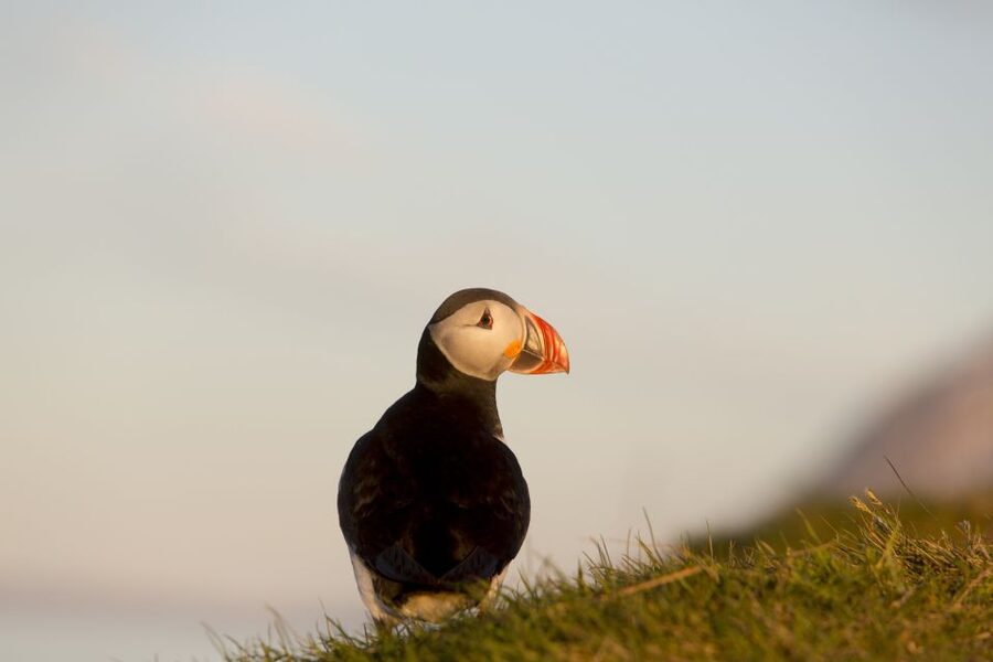 Húsavík: Big Whales and Puffin Island Speedboat Tour - The Tjörnes Peninsula adds a geological view