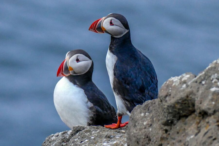 Húsavík: Big Whales and Puffin Island Speedboat Tour - What the two hours feel like