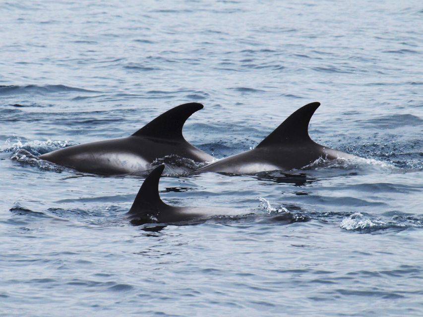 Húsavík: Big Whales and Puffin Island Speedboat Tour - Warm clothing is still essential
