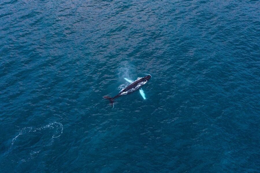 Húsavík: Big Whales and Puffin Island Speedboat Tour - Guide quality and the value of a small crew