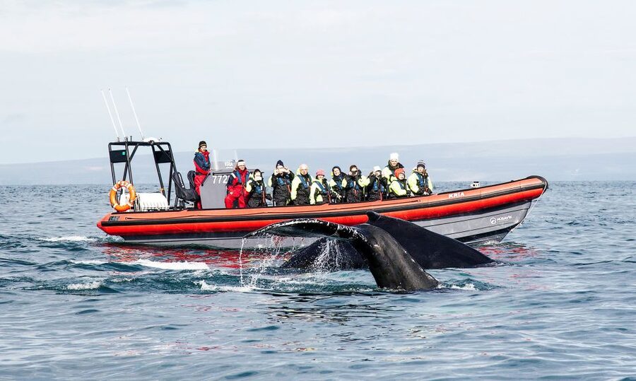 Húsavík: Big Whales and Puffin Island Speedboat Tour - Starting at Hafnarstétt 11