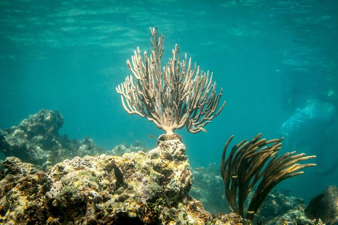 Icacos Deserted Island Catamaran, Snorkel, and Picnic Cruise - The Barefoot IV is fun, but comfort depends on the boat