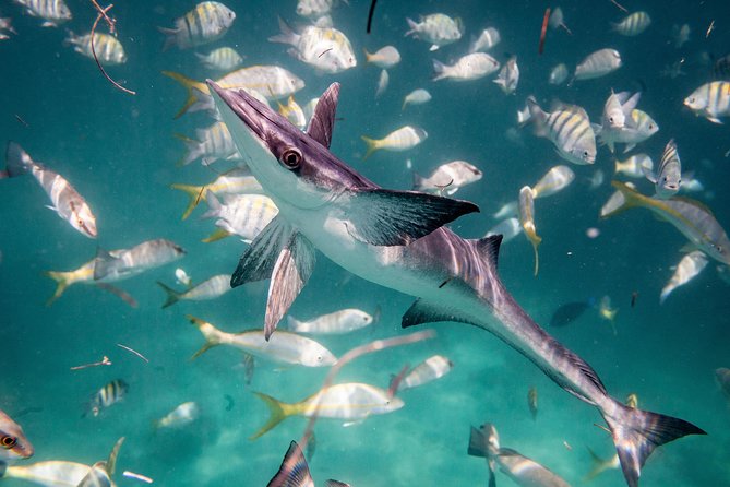 Icacos Deserted Island Catamaran, Snorkel, and Picnic Cruise - Timing from San Juan needs serious planning