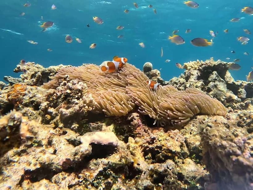 Iriomote: Boat Snorkeling Tour at Barasu Island - The eco-friendly promise