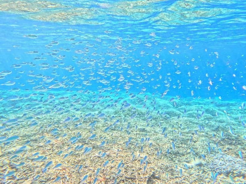 Iriomote: Boat Snorkeling Tour at Barasu Island - Who should book this tour?