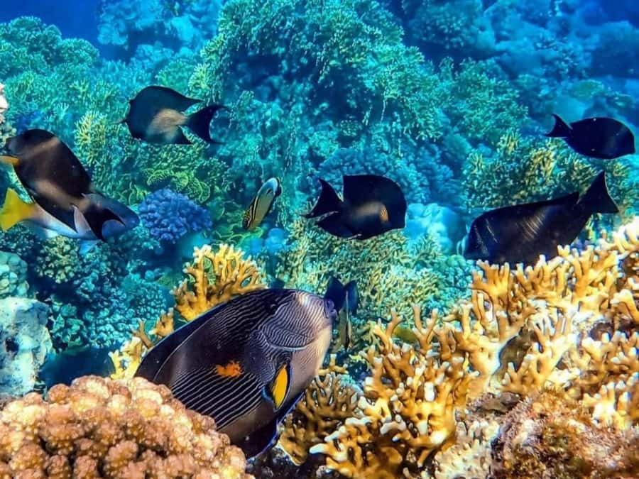 Island Hopping Gili Asahan, Gede, Rengit, Layar & Goleng - What the $172 price really covers
