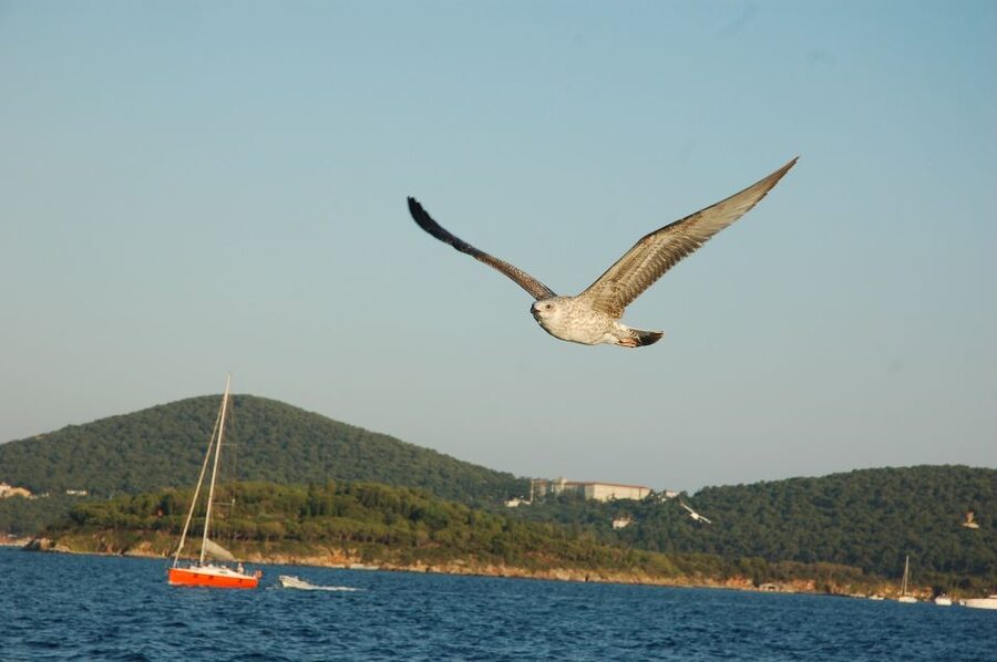 Istanbul: Princes' Islands Cruise w/Music, Lunch & Transfer - Büyükada: mansions, beaches, and free time