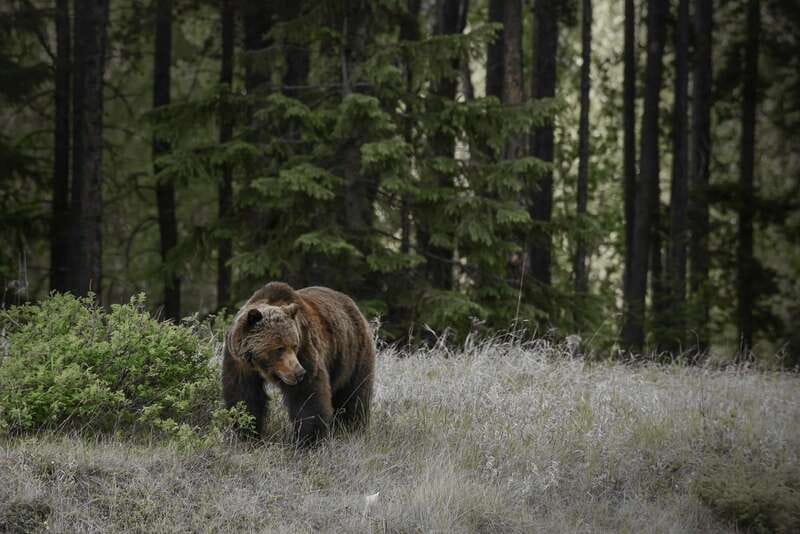 Jasper: Maligne Valley Wildlife & Spirit Island Cruise - Wildlife spotting without the pressure of driving