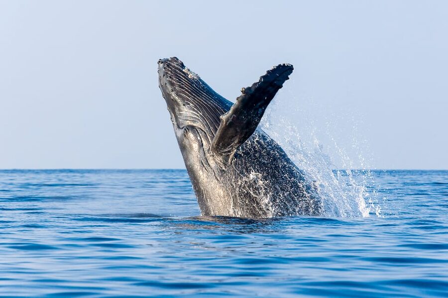 Kailua-Kona: Whale Watching Cruise on the Big Island - Why the hydrophone changes the whole cruise