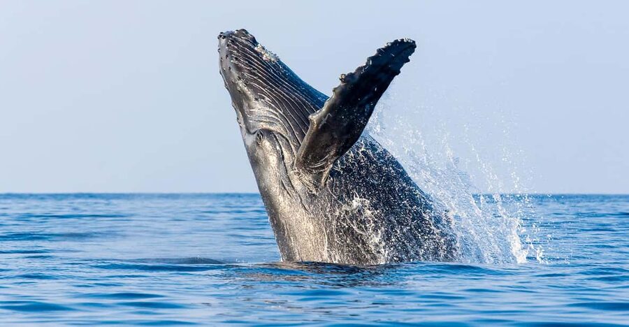 Kailua-Kona: Whale Watching Cruise on the Big Island - Leaving Honokohau Harbor near Kona