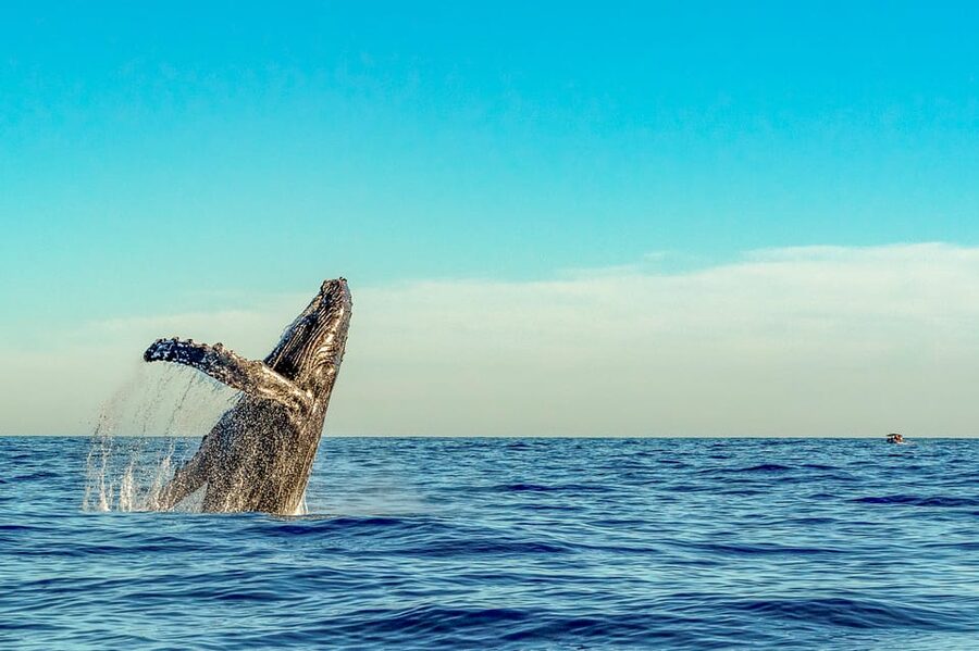 Kailua-Kona: Whale Watching Cruise on the Big Island - The search for whales and other sea life