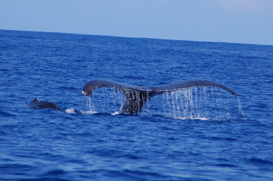 Kailua-Kona: Whale Watching Cruise on the Big Island - Mothers, calves, breaches, and tail slaps