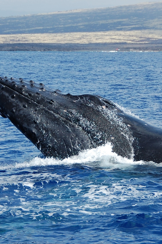 Kailua-Kona: Whale Watching Cruise on the Big Island - Motion, weather, and who should skip it