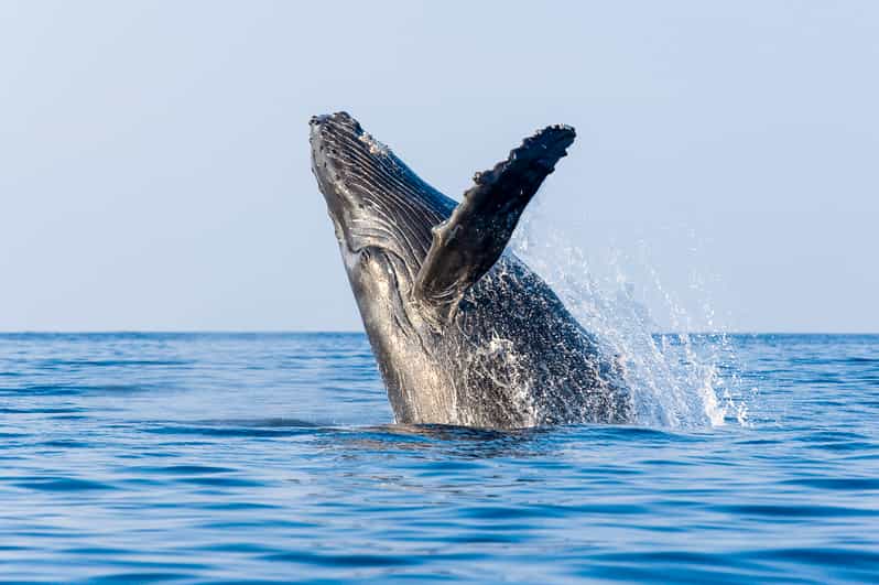 Kailua-Kona: Whale Watching Cruise on the Big Island - Booking details that matter in Kona