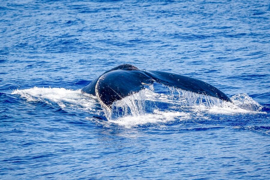 Kailua-Kona: Whale Watching Cruise on the Big Island - Should you book the Hang Loose whale cruise?