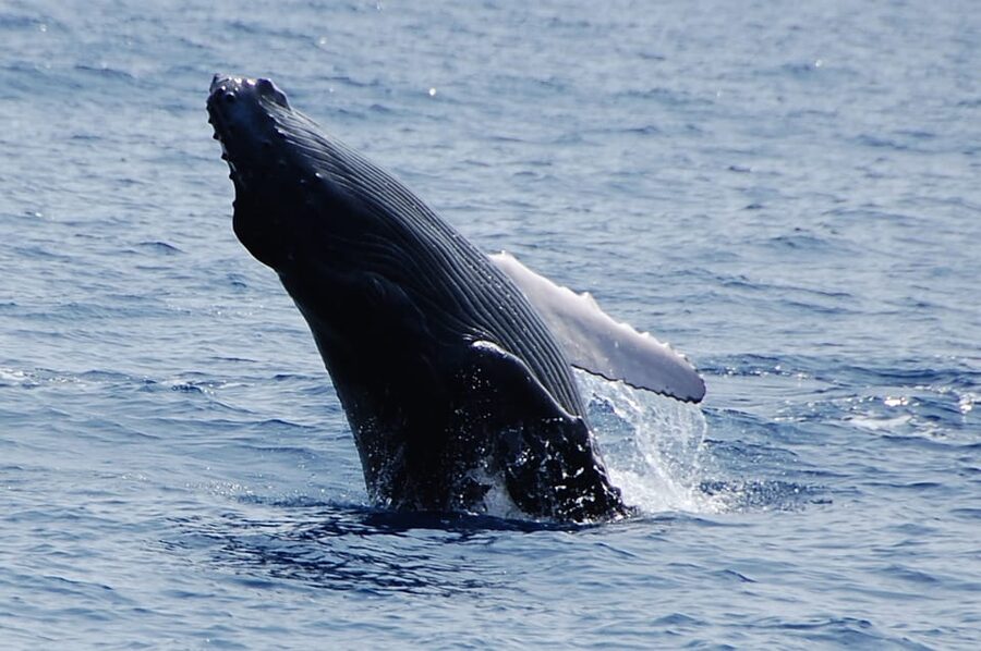 Kailua-Kona: Whale Watching Cruise on the Big Island - What the 24-person catamaran means for you