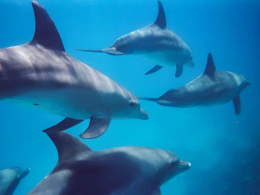 Kangaroo Island: Dolphin, Seal, and Swimming Boat Tour - Penneshaw is where the sea day begins