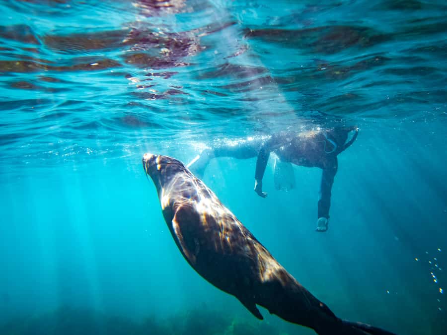 Kangaroo Island: Dolphin, Seal, and Swimming Boat Tour - Watching seals before getting in the water